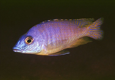 Mylochromis incola 'Nankoma Island'
